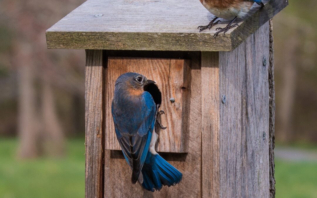 Pine Ridge Volunteers Needed to Help the Blue Birds