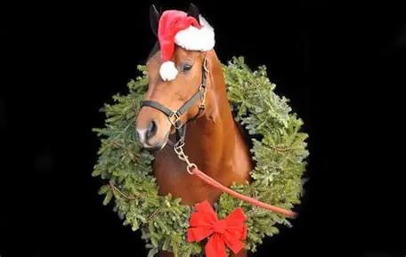 🎄🐴 Pine Ridge Holiday Schooling Show 🎄🐴 December 13th