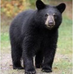 BLACK-BEARS-IN-PINE-RIDGE