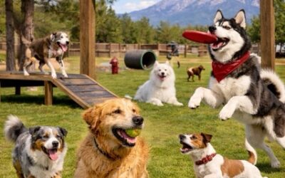 Attention Pine Ridge Dog Run / Park Users