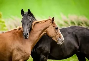 Pine-Ridge-A-Haven-for-Equestrians-and-Nature-Enthusiasts