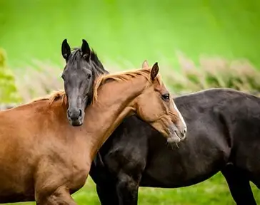 Pine-Ridge-A-Haven-for-Equestrians-and-Nature-Enthusiasts